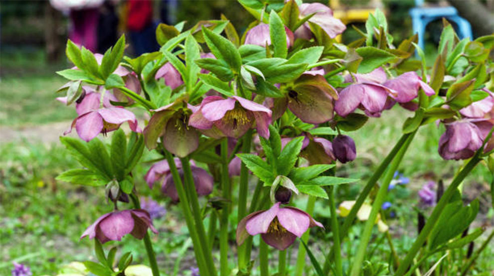 Stinking Hellebore