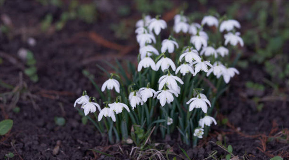 Galanthus ‘Lady Beatrix Stanley’