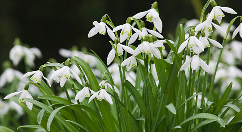 Galanthus nivalis