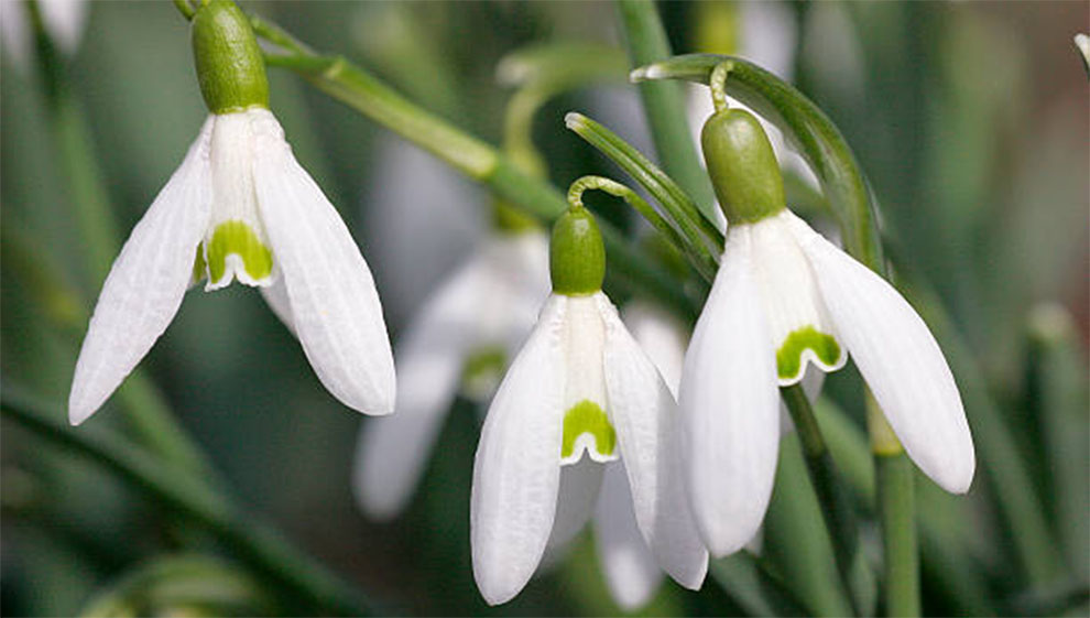 Galanthus Nivalis