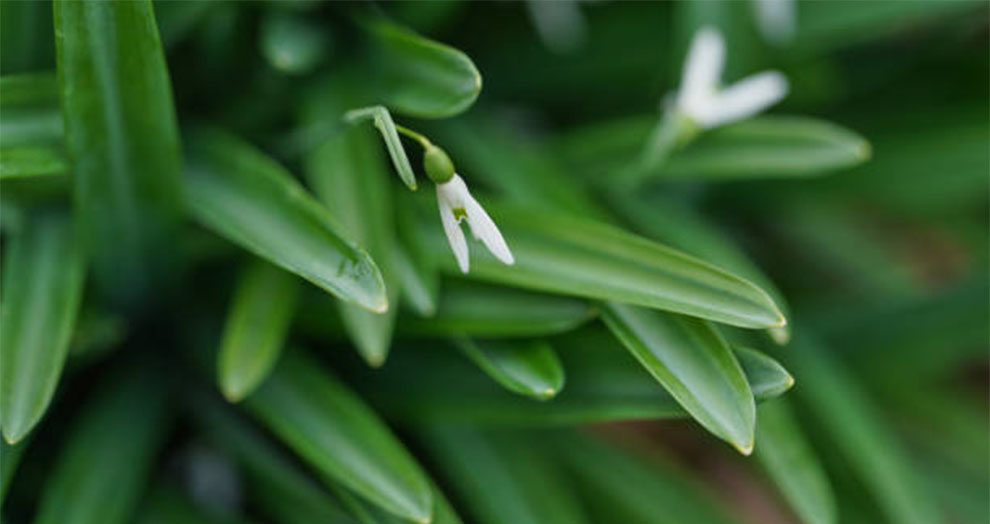 Galanthus plicatus