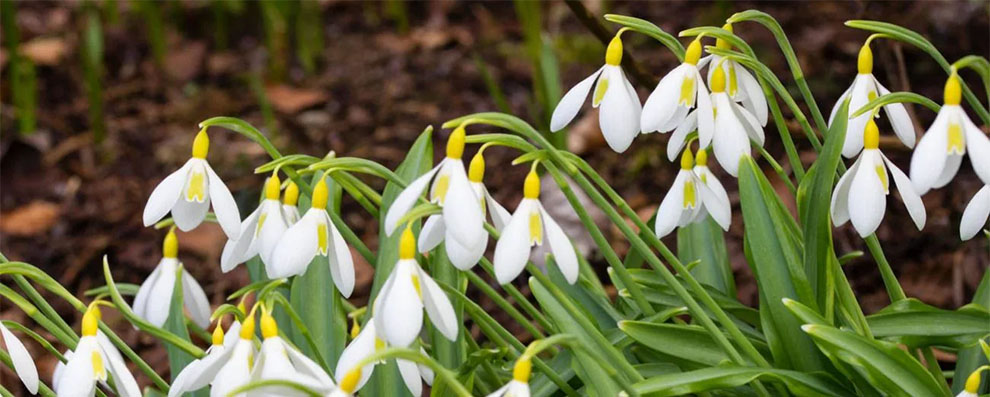 Galanthus ‘Wendy’s Gold’