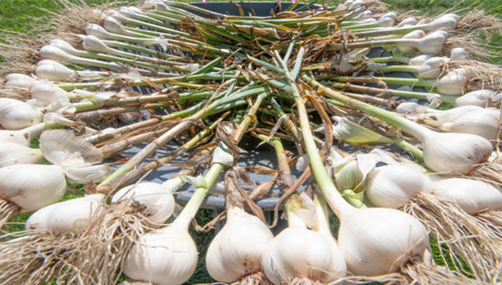 Garlic or Garlic Greens