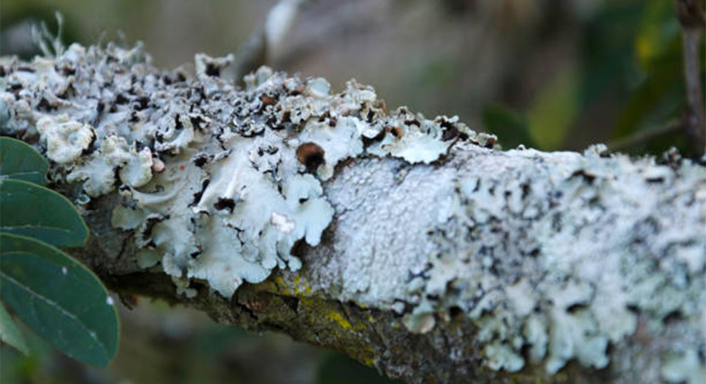 Get Rid Of Fungus on Crepe Myrtle