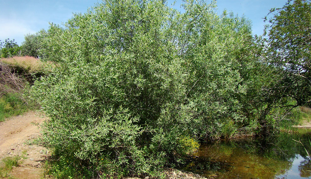 Gray Willow