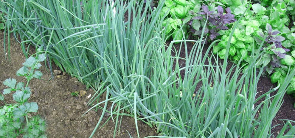 Green Onion