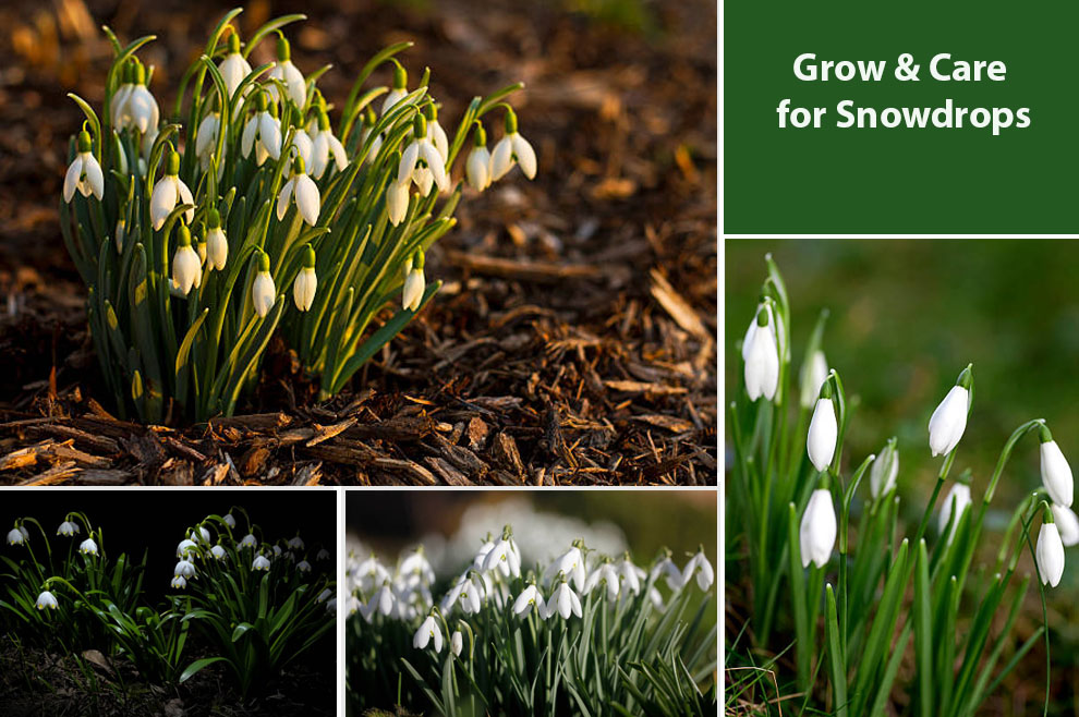 Grow & Care for Snowdrops