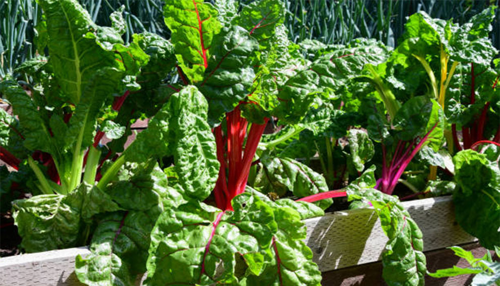 Grow Beets From Seed