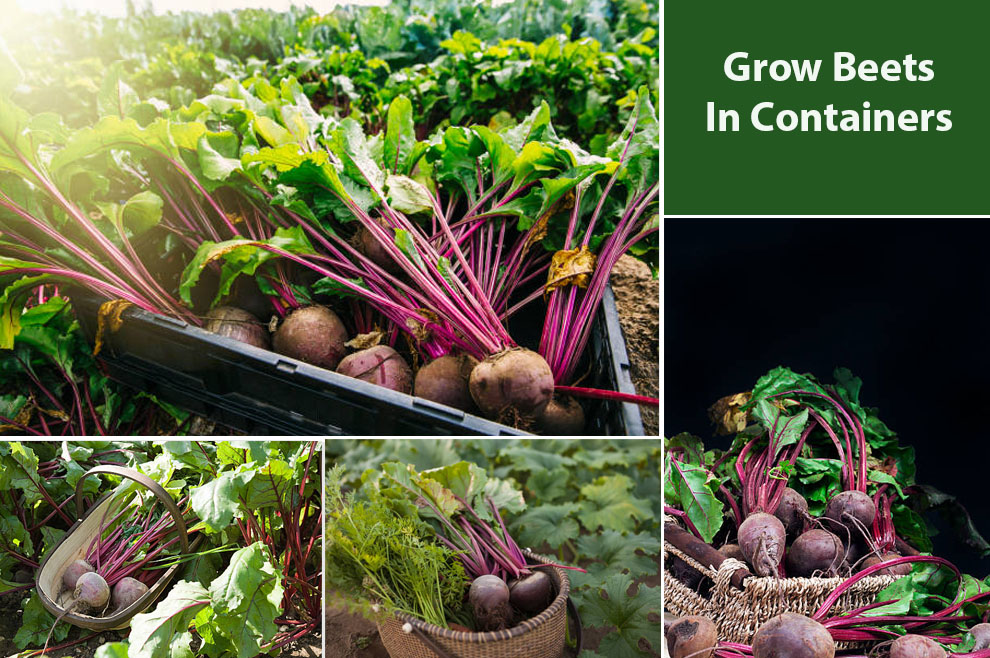 Grow Beets In Containers