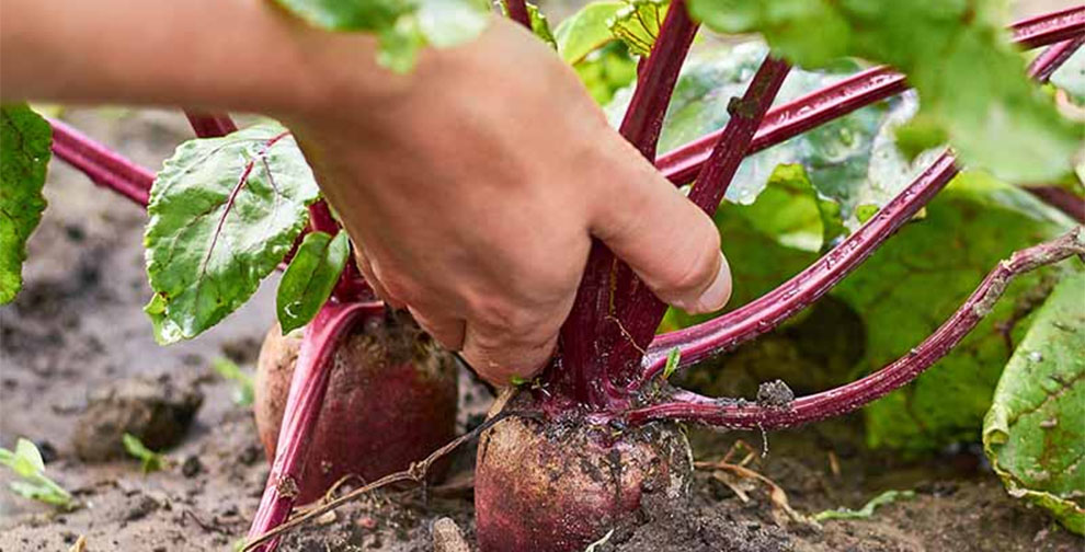 Harvesting The Beets