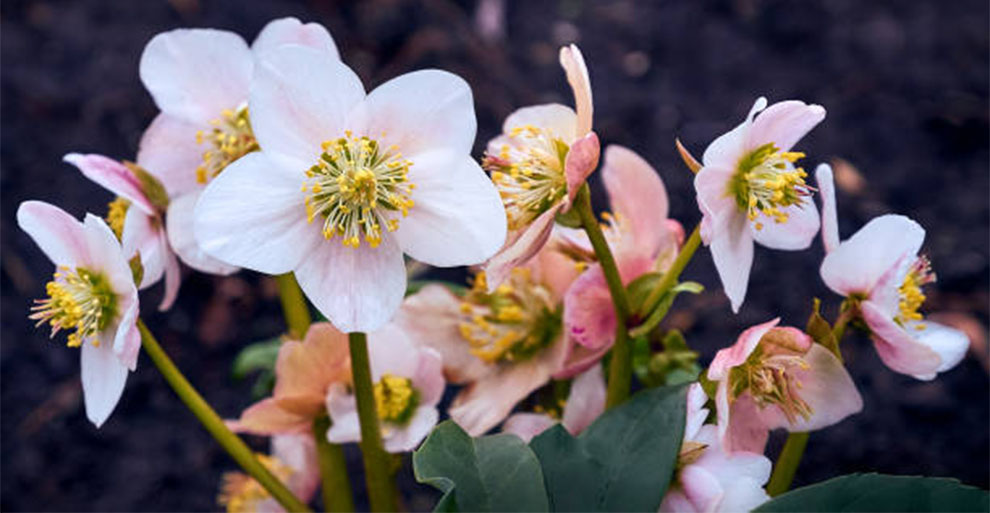 Hellebores Finish Flowering