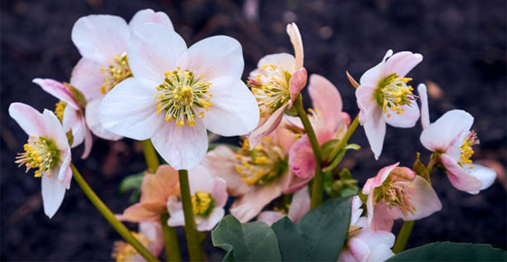 Hellebores  Finish Flowering