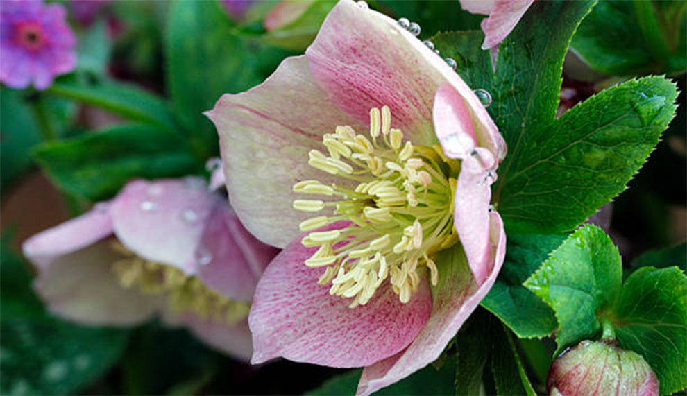 Helleborus Merlin