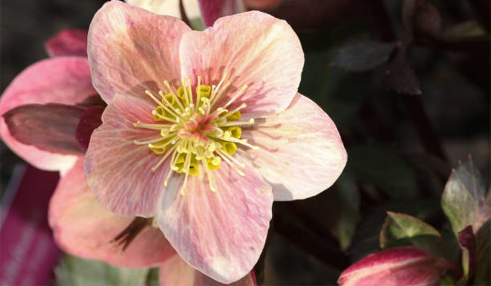 Helleborus Pink Frost