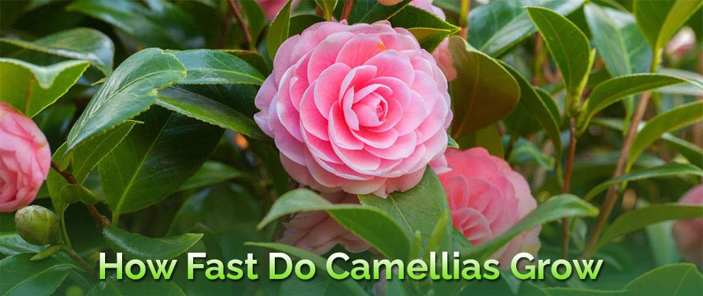 How fast do camellias grow per year