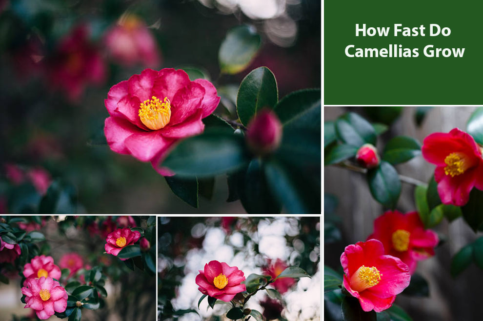 How Fast Do Camellias Grow