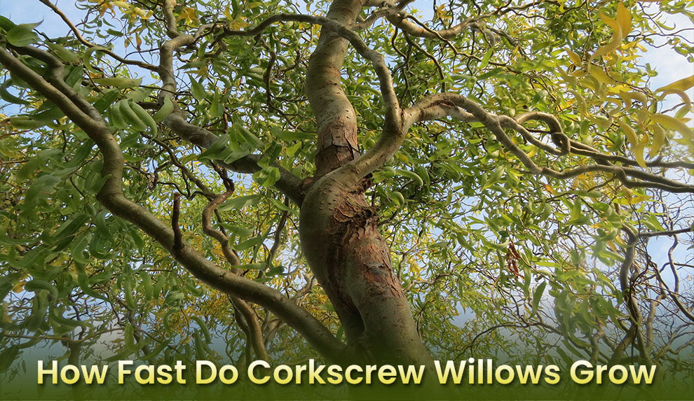 How Fast Do Corkscrew Willows Grow