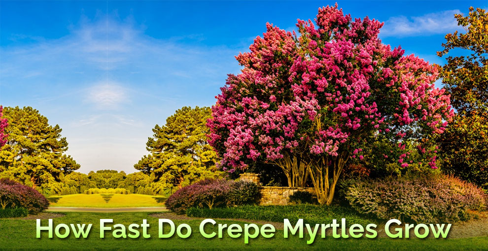 How fast do crepe myrtles grow