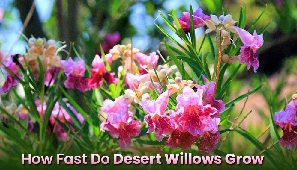 How Fast Do Desert Willows Grow
