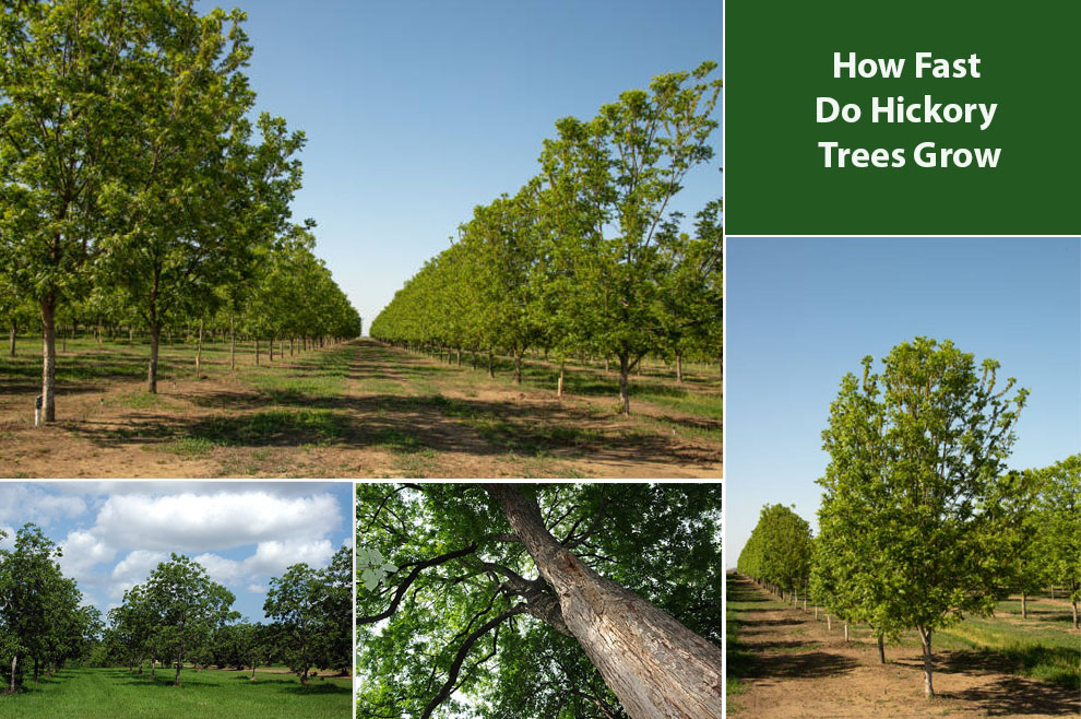 How Fast Do Hickory Trees