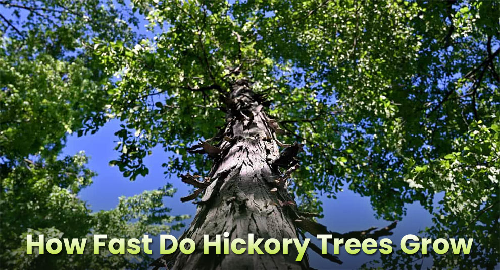 How fast do hickory trees grow