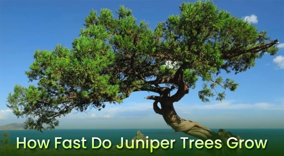  How fast do juniper trees grow 