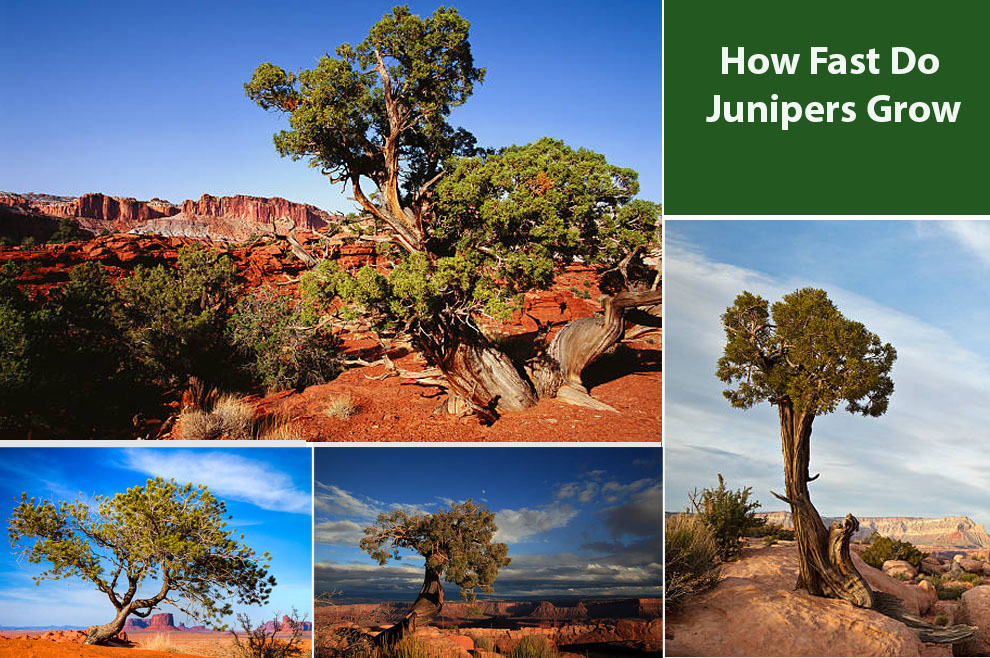 How Fast Do Junipers Grow