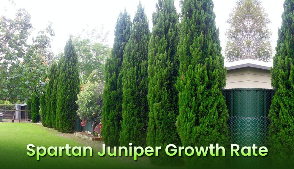 How fast do spartan junipers grow