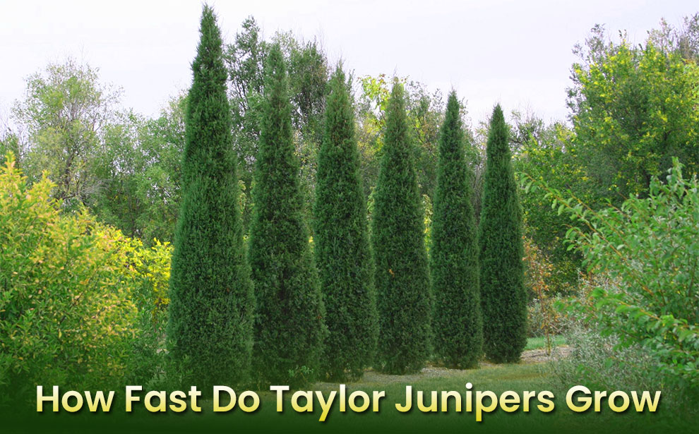How fast do taylor junipers grow