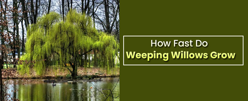 How fast do weeping willows grow