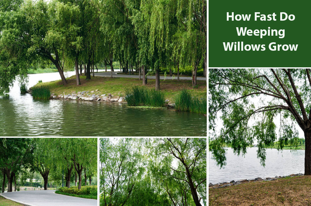 How Fast Do Weeping Willows Grow