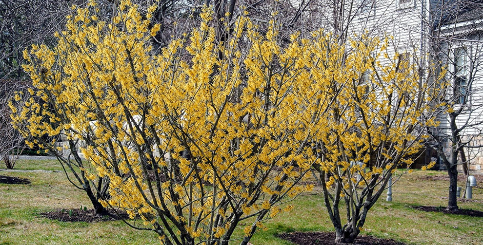 Witch Hazel Grow