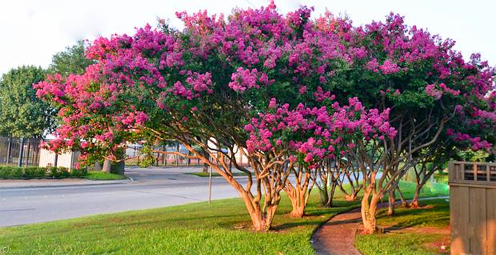 How Long Do Crape Myrtles Live