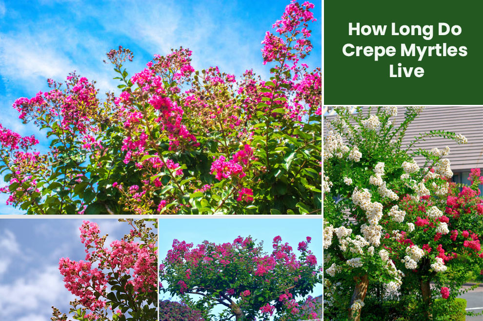 How Long Do Crepe Myrtles Live