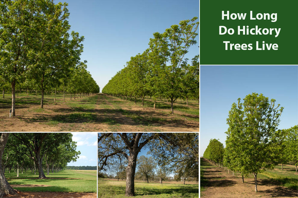 How Long Do Hickory Trees Live