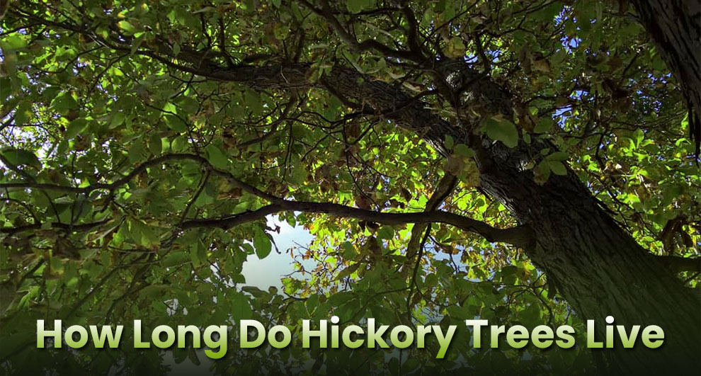 How long do hickory trees live