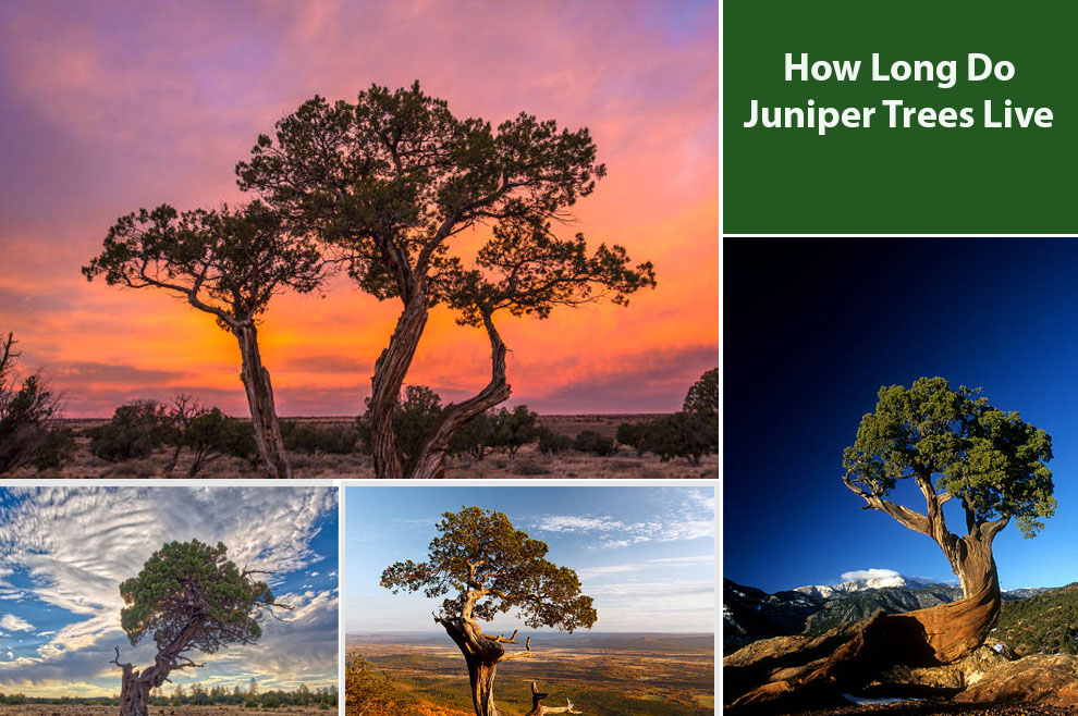 How Long Do Juniper Trees Live 
