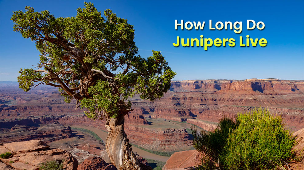  How long do junipers live 