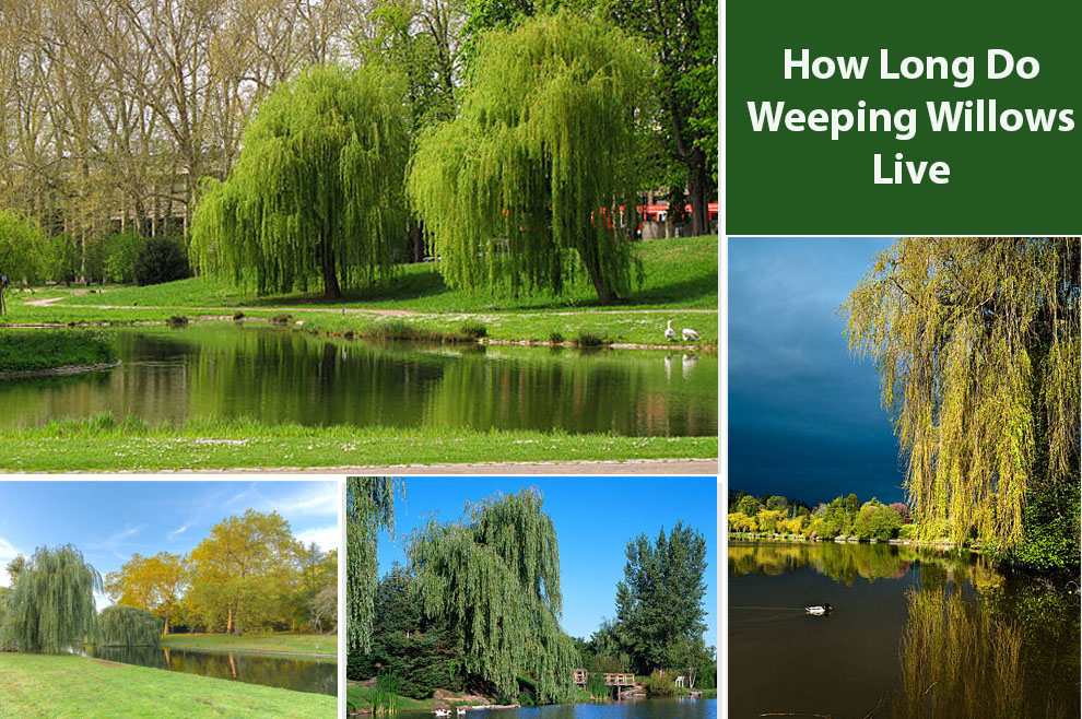 How Long Do Weeping Willows Live 