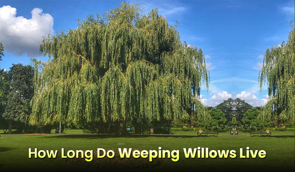 How long do weeping willows live