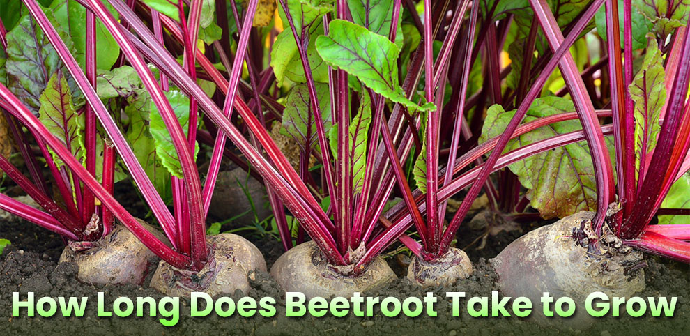 How long does beetroot take to grow