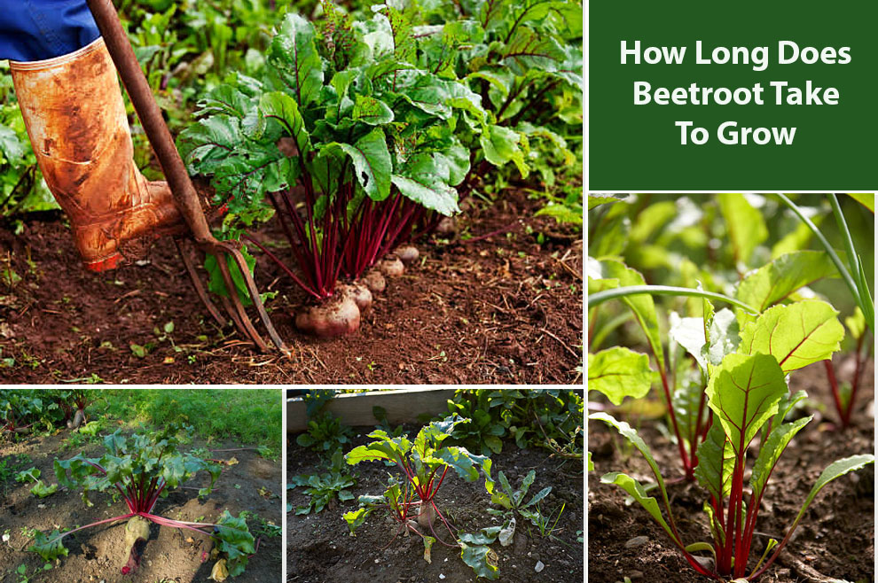 How Long Does Beetroot Take To Grow 