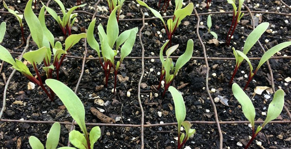 How Long Does Beetroot Take To Grow From Seeds To Harvest? EmbraceGardening