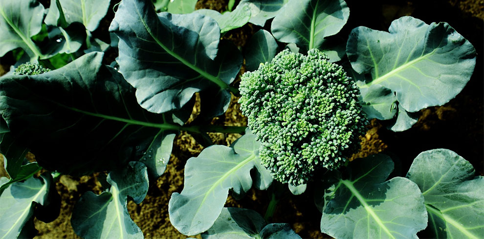 take Broccoli to mature