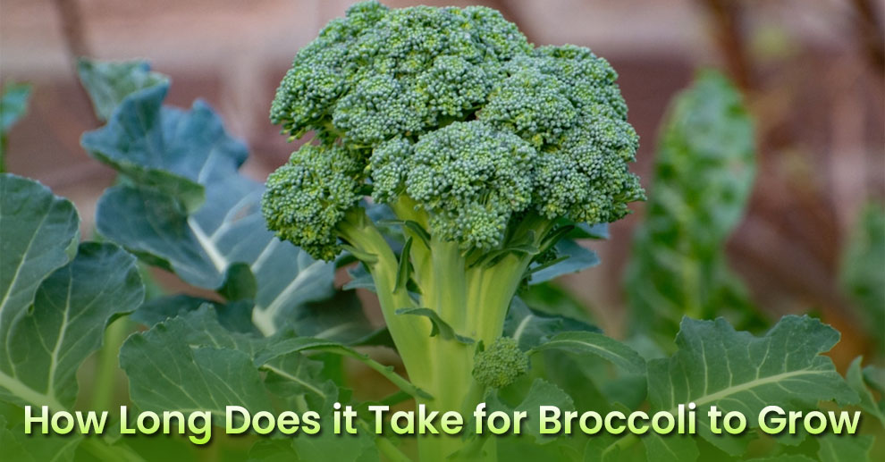 How Long Does it Take for Broccoli to Grow
