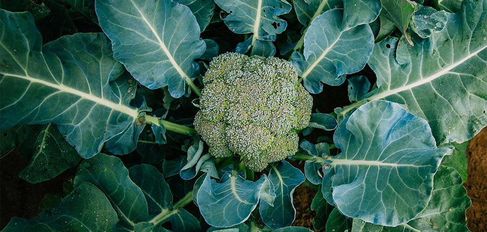 How long does it take for Broccoli to grow and produce leaves