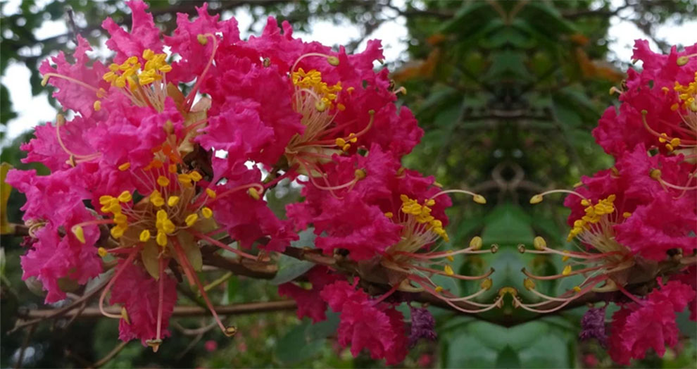 How Many Years Does It Take for Crepe Myrtle To Bloom