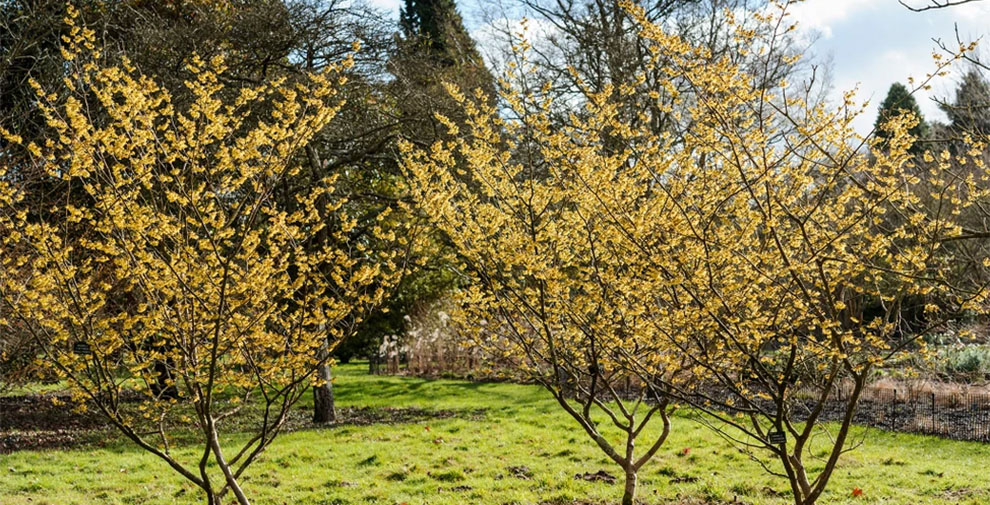 How Much Space Does Witch Hazel Need