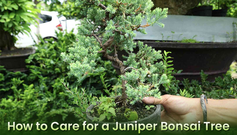 How to care for a juniper bonsai tree