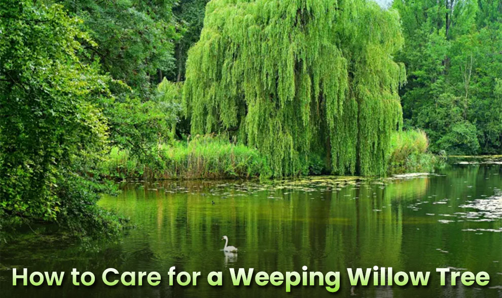 How to care for a weeping willow tree